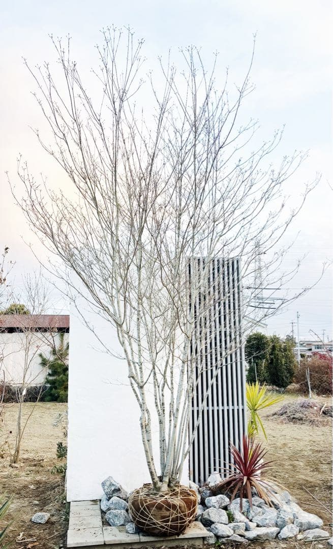 超特大。山採りヤマボウシ大株立ち4.5M(鉢底から※エリア限定自社配送商品