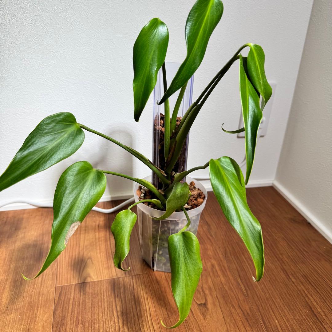 ひょっこ様 リクエスト 2点 まとめ商品