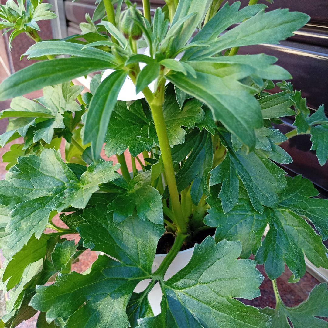 希少品種ラナンキュラスラックス ポスポロス 鉢花5号　50ｃｍ　現物発送