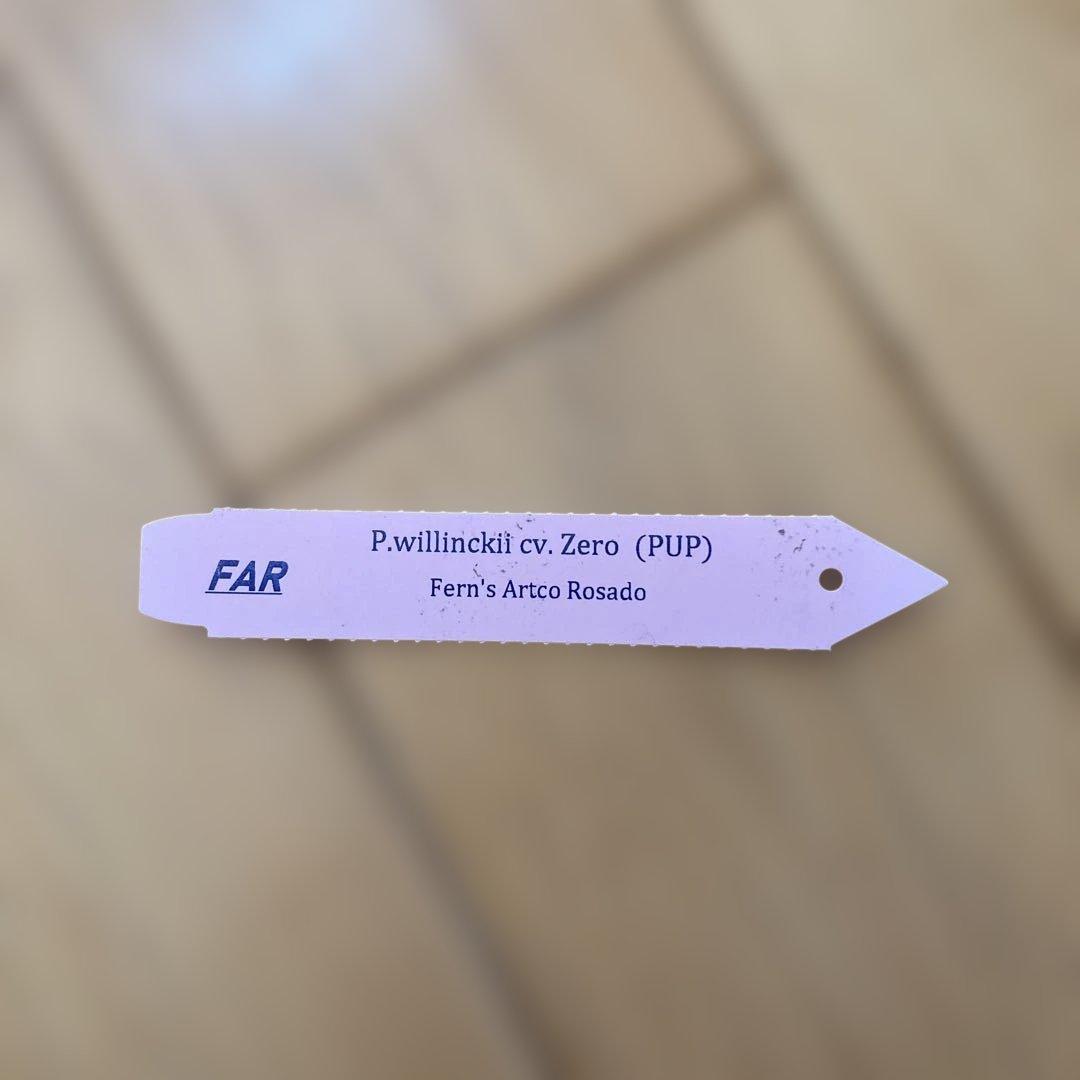 P.willinckii cv Zero （POP）
