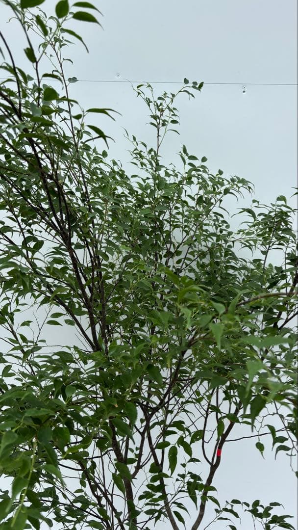 猫山 美しい樹形が魅力的 山採り ハイノキ 株立 643 樹高1.8m位