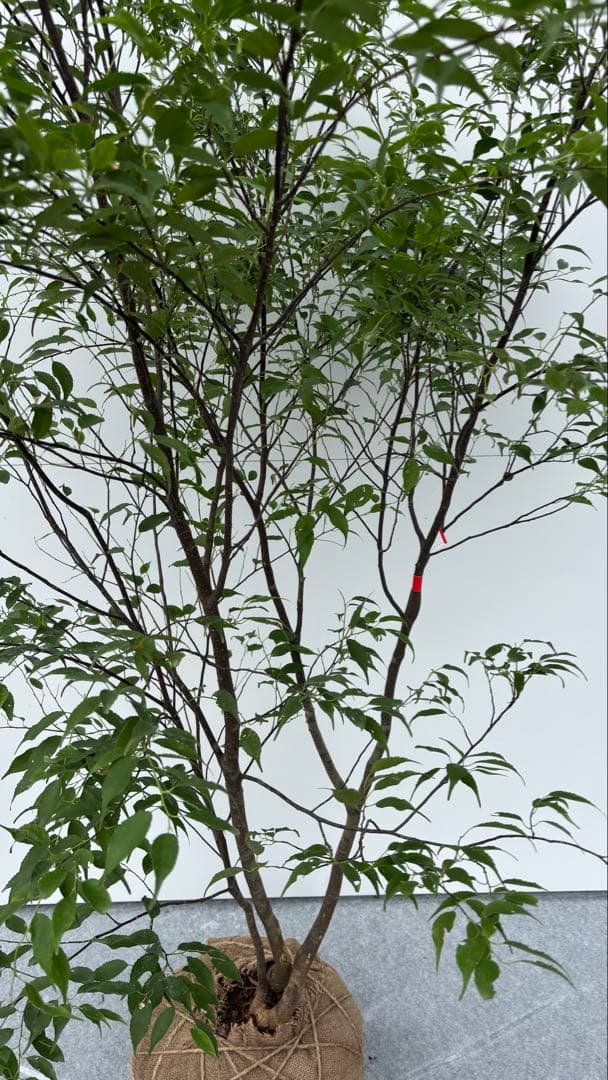 猫山 美しい樹形が魅力的 山採り ハイノキ 株立 643 樹高1.8m位