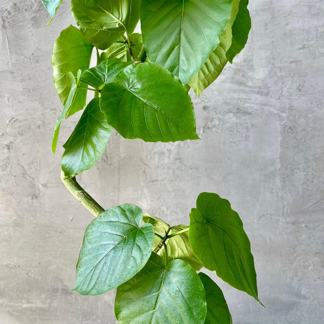 フィカス　ウンベラータ　螺旋　天然苔仕立て　陶器鉢　植え込み