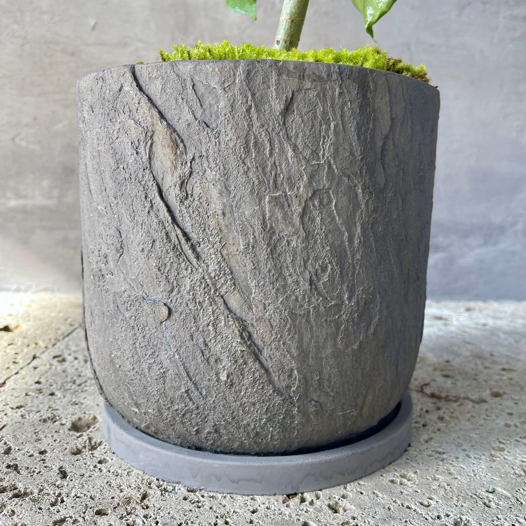 フィカス　ウンベラータ　螺旋　天然苔仕立て　陶器鉢　植え込み