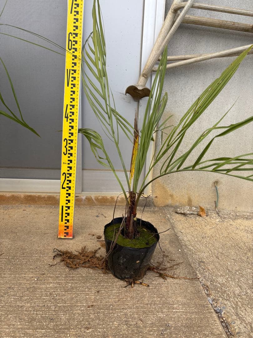 <在庫整理SALE>ココスヤシ苗　5本セット　耐寒性ヤシB