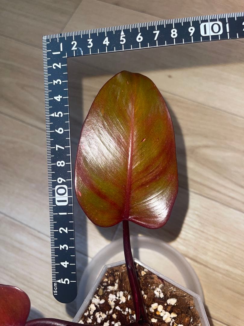 希少‼️濃赤美株‼️フィロデンドロンパーシモンプリンセス