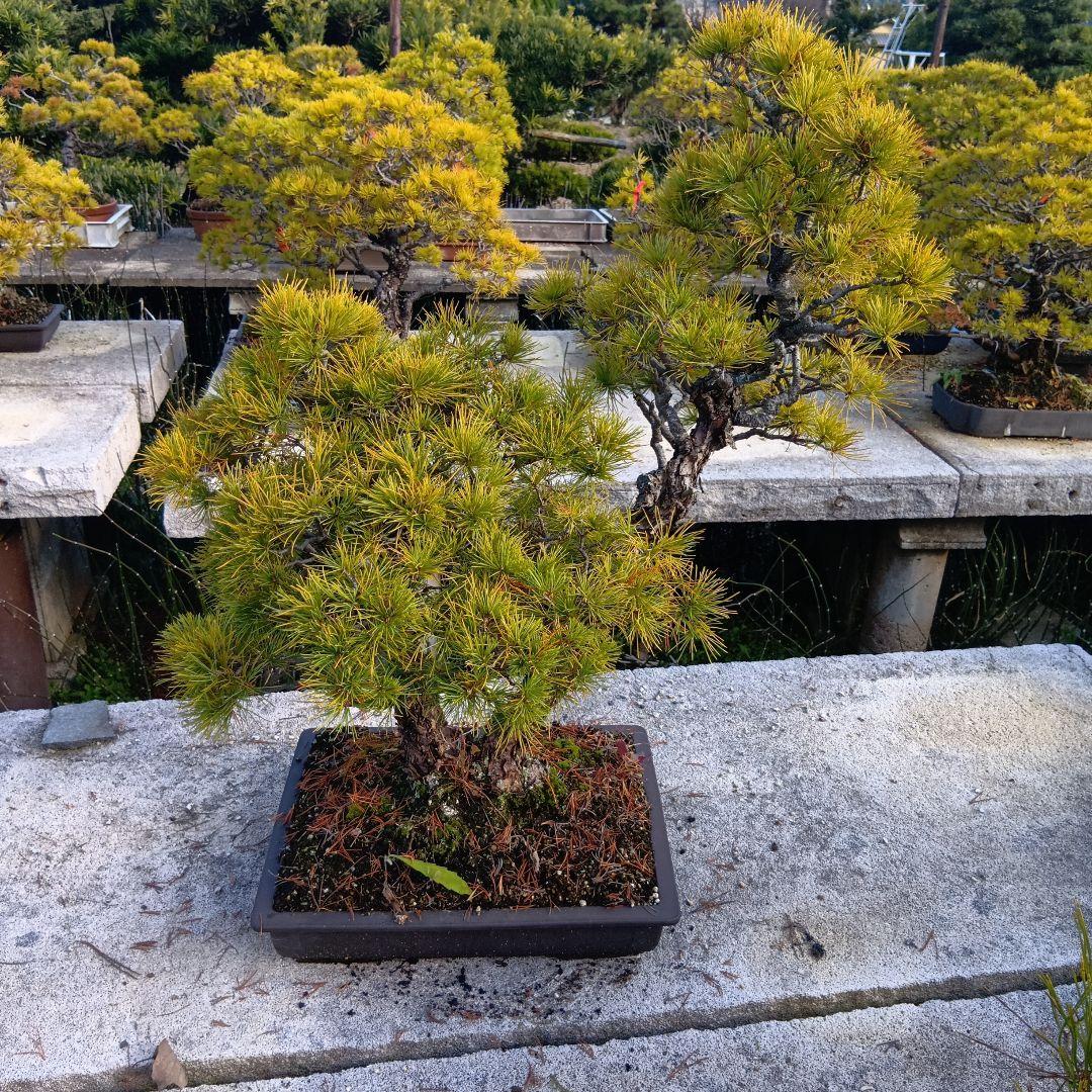 五葉松（持ち込み古い）