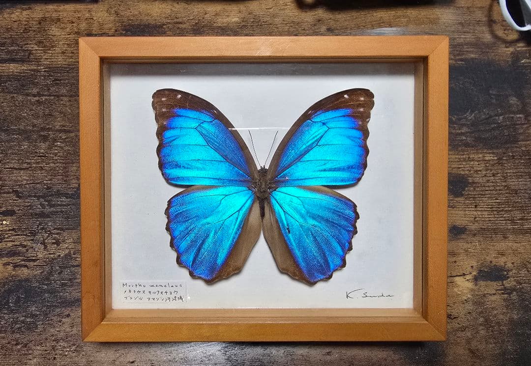 メネラウスモルフォ　蝶　昆虫標本　ビンテージ