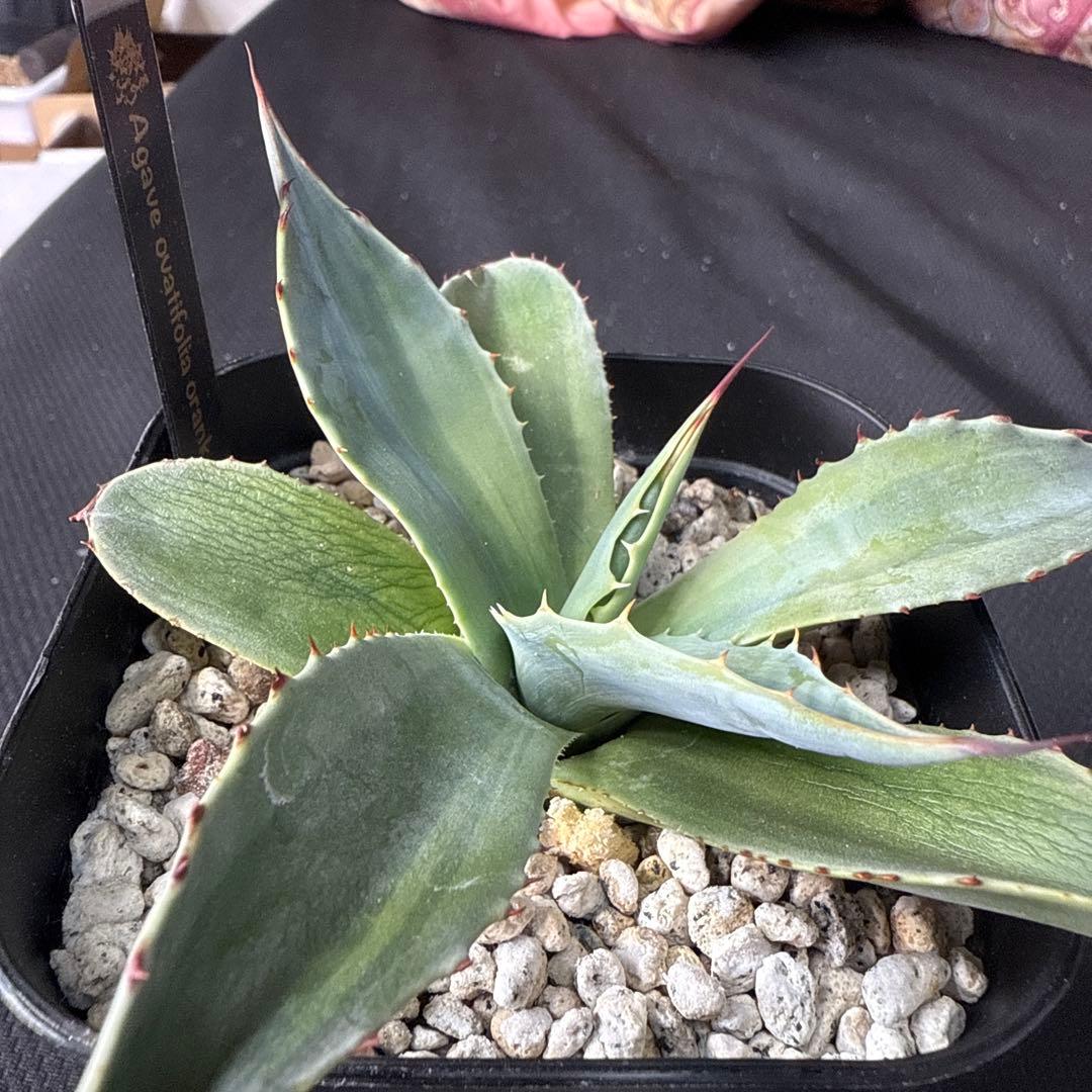 アガベ　オバティフォリア　オランカ