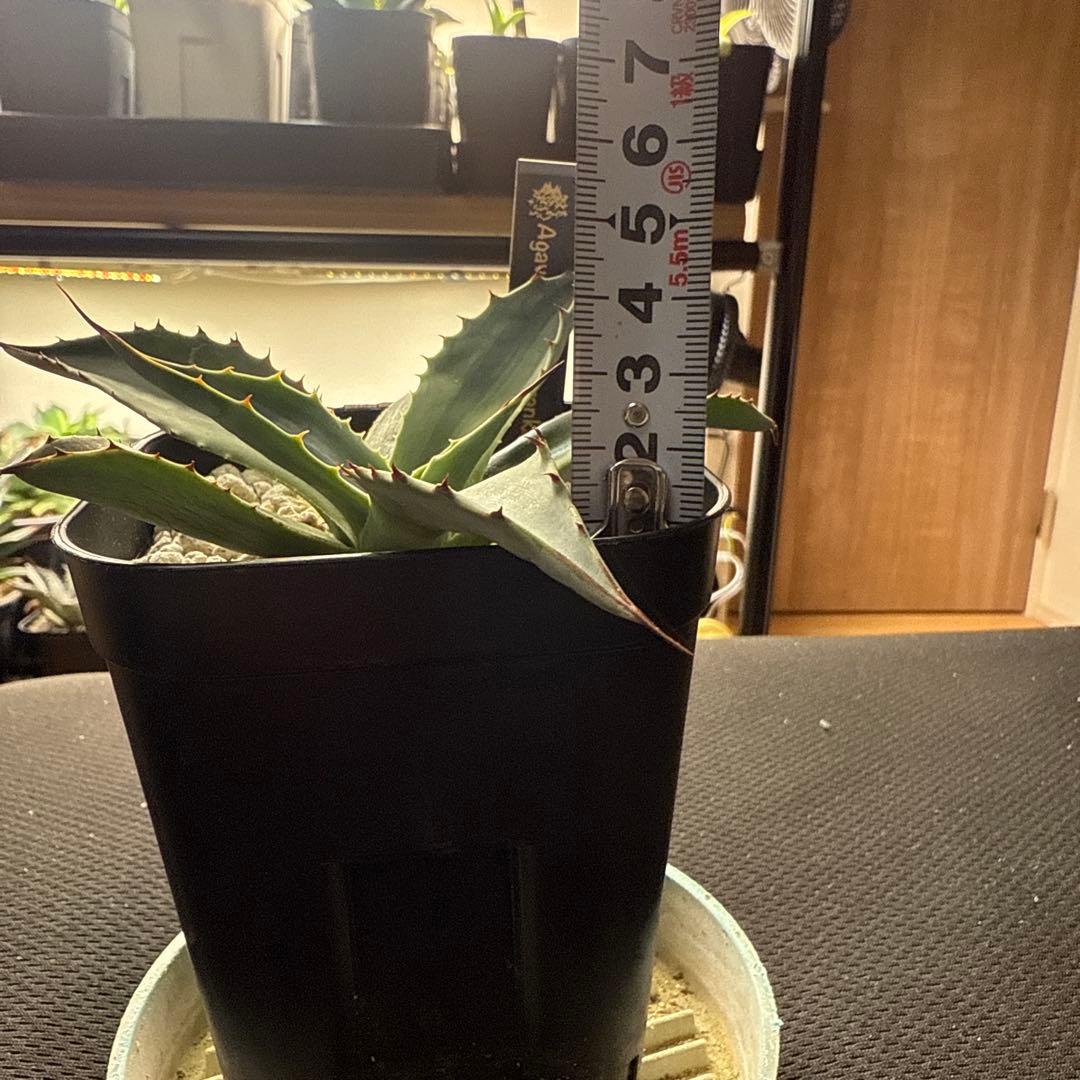 アガベ　オバティフォリア　オランカ