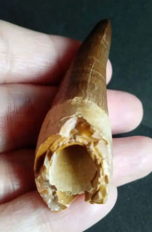 化石標本　絶滅種ワニ類　 ディロサウルス　極美麗