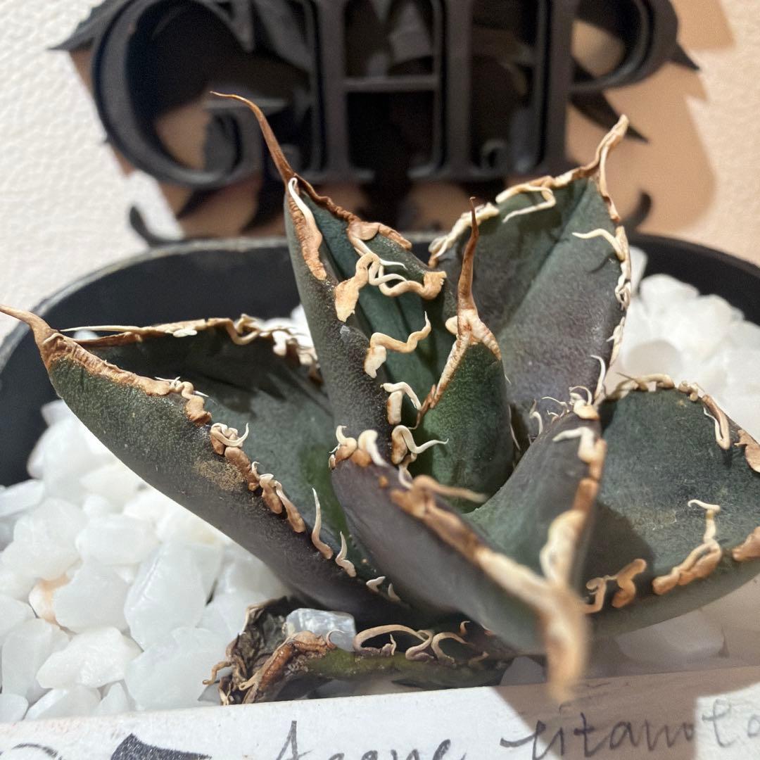 Agave titanota (アガベ)Dennis045