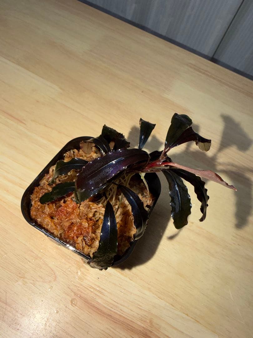 ブセファランドラ sp. ブラウニーゴースト 2011-2012 KN便 特大株