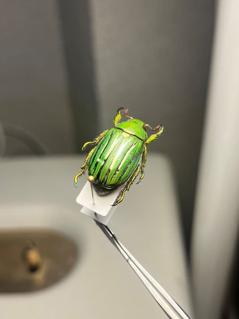 【白金鶯黄金】キンセスジウグイスコガネ グロリオーサウグイスコガネ 標本