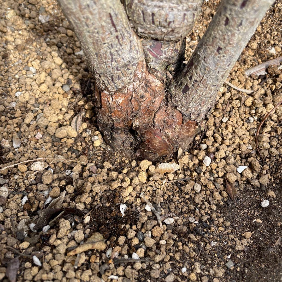 【1.29癌腫無し　即購入可能】【ノヴァーリス】　バラ　苗