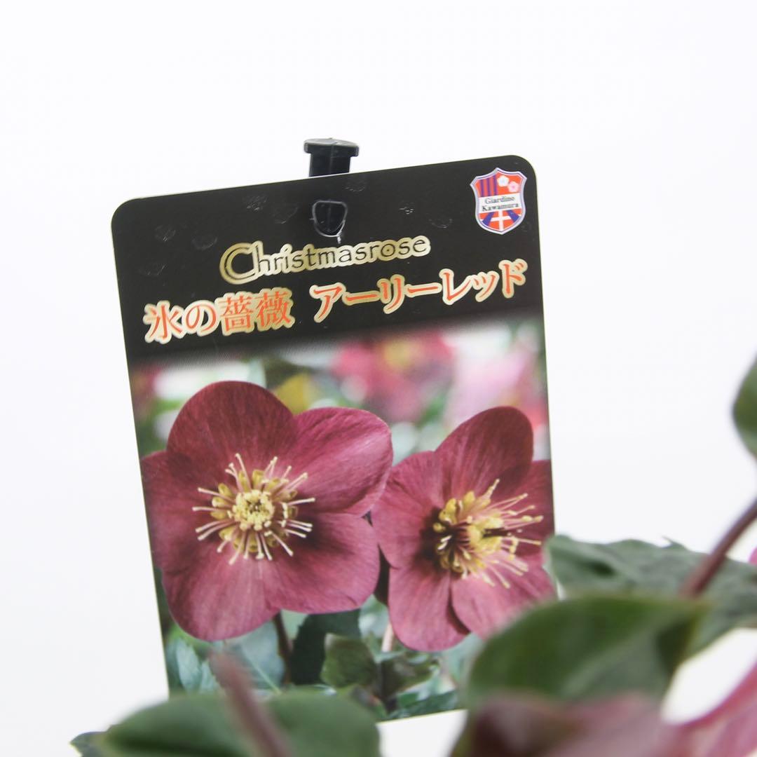 クリスマスローズ　氷の薔薇　6鉢セット