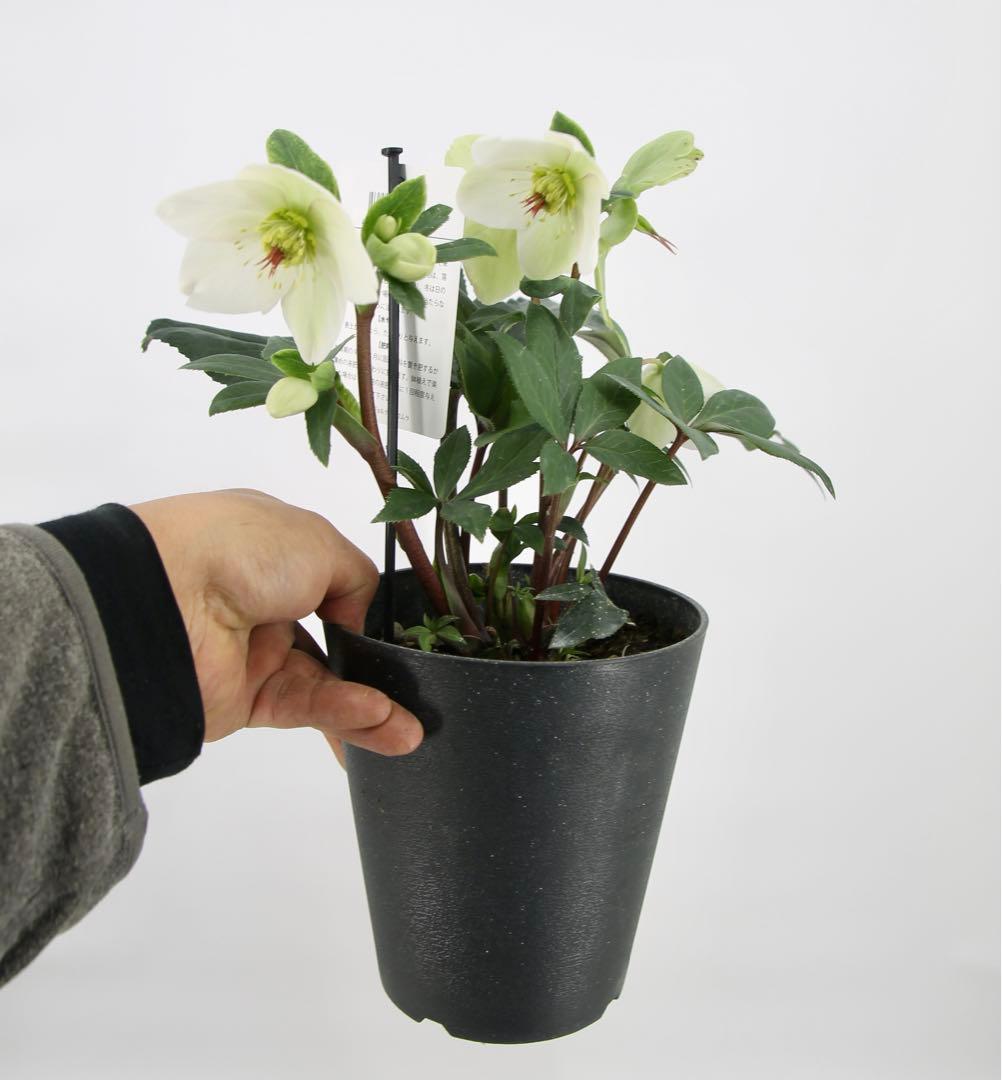 クリスマスローズ　氷の薔薇　6鉢セット