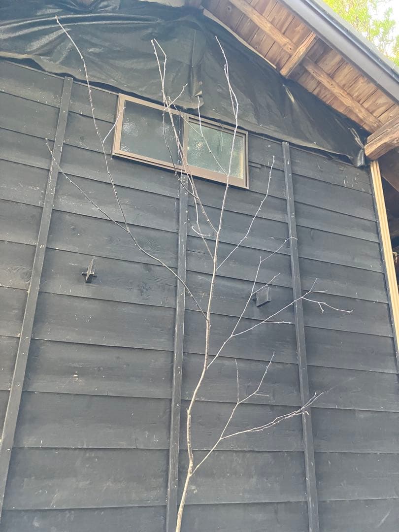 40 山採り　ウワミズザクラ