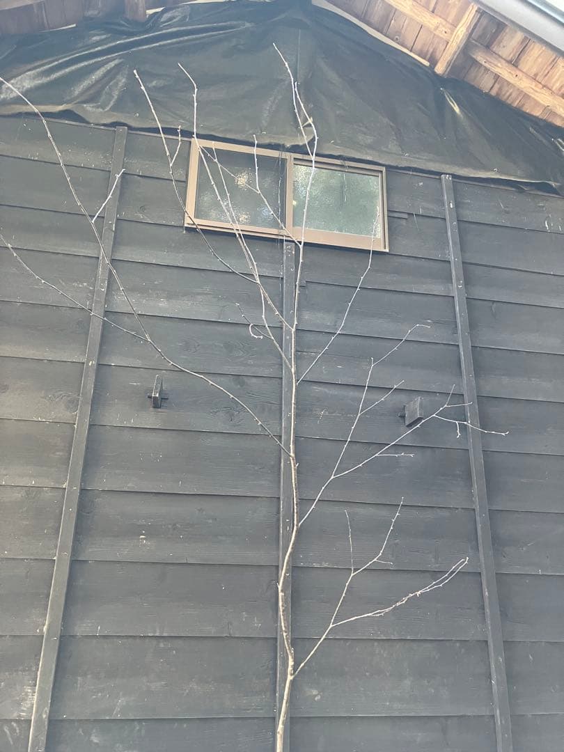 40 山採り　ウワミズザクラ