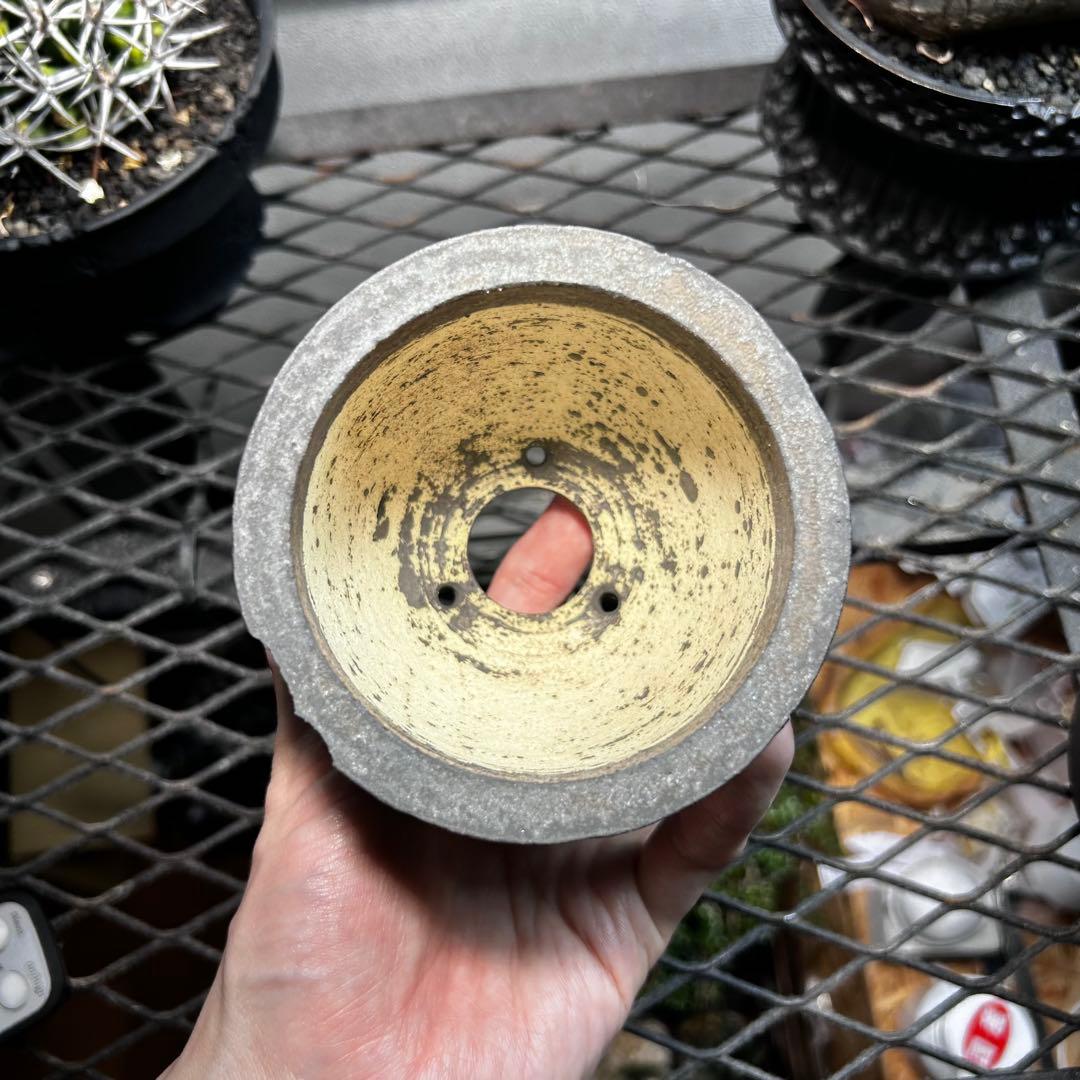 s*g様 小野瀬一　作家鉢　塊根植物