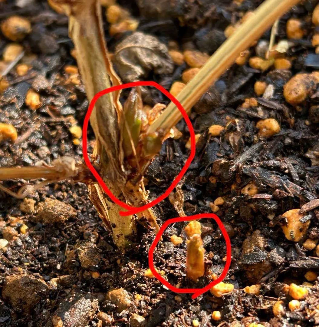 クレマチス　流星　8号苗