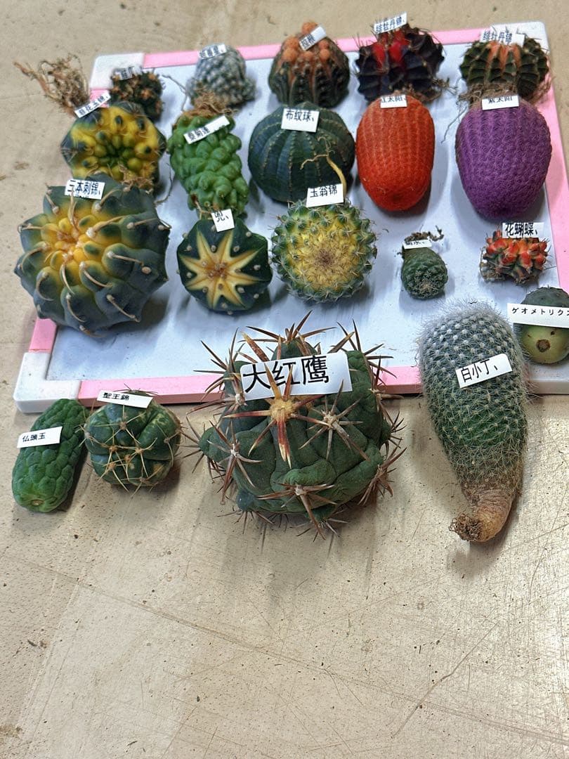 20サボテンセット