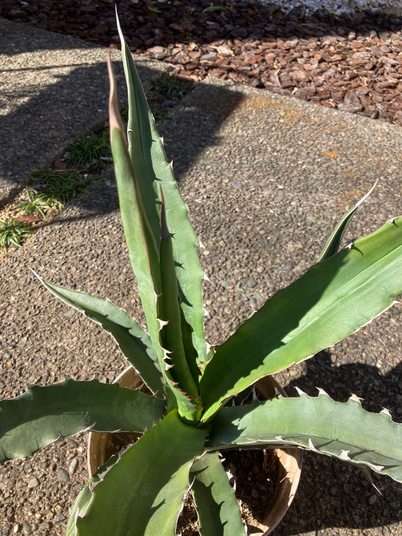 専用　アガベ アメリカーナエクスパンサパリーダ　キシロナカンサ　セット