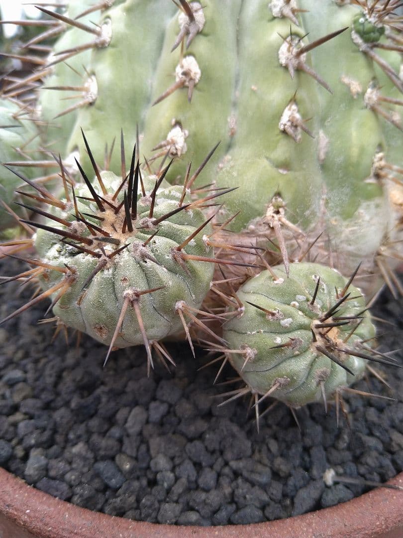 コピアポア　黒王丸　子付き　台付？