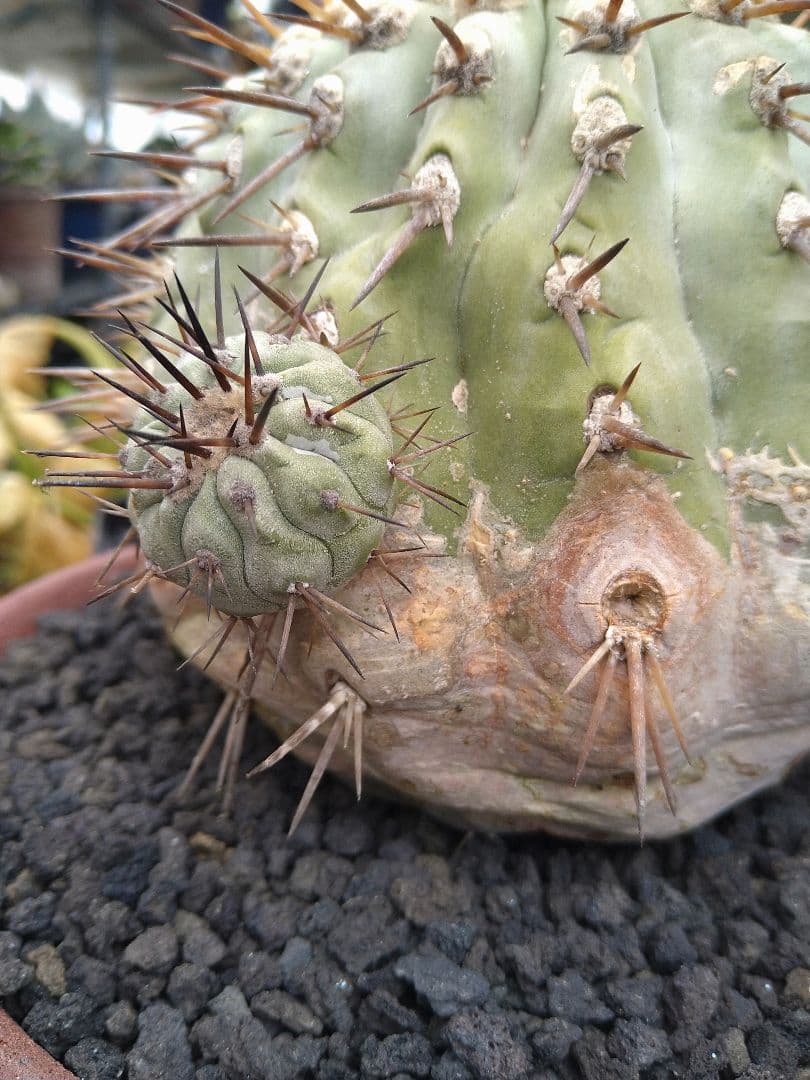 コピアポア　黒王丸　子付き　台付？