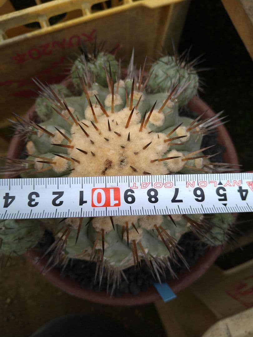 コピアポア　黒王丸　子付き　台付？