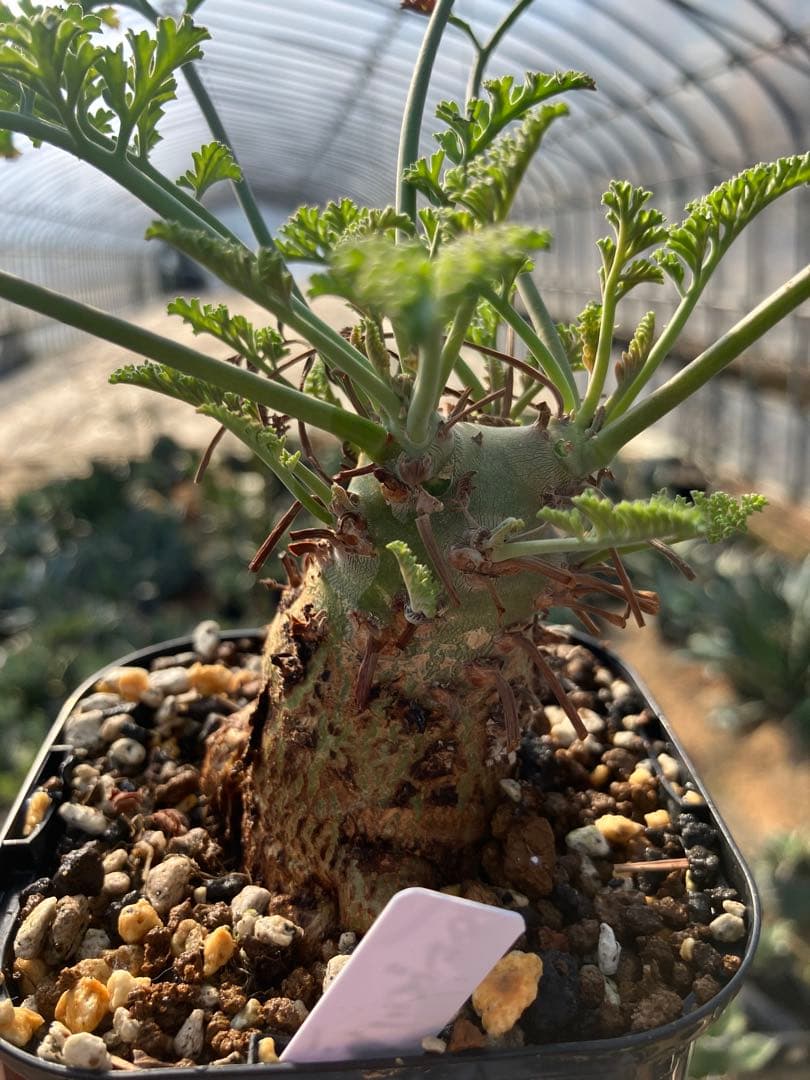 ペラルゴニウム　クリズミフォリウム　実生