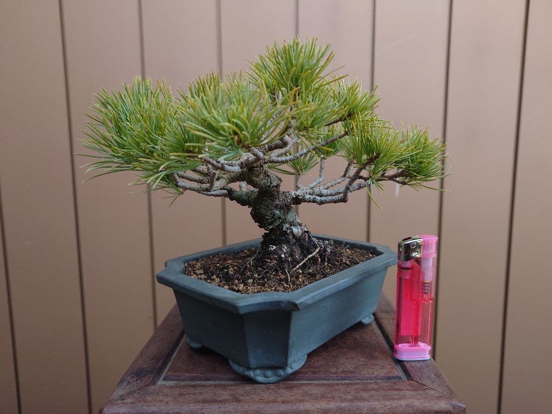 盆栽　五葉松　樹高12cm