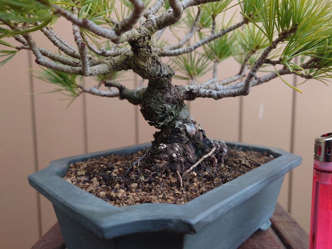 盆栽　五葉松　樹高12cm