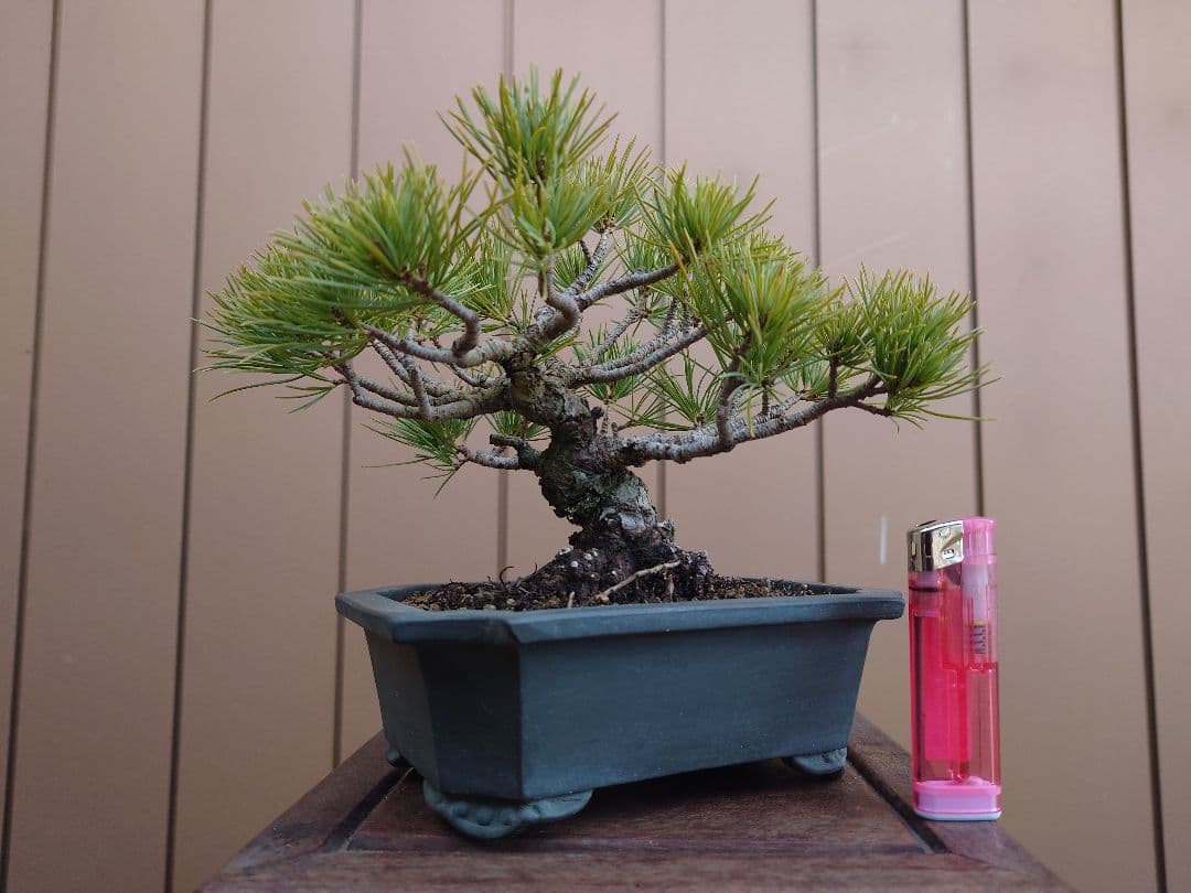 盆栽　五葉松　樹高12cm