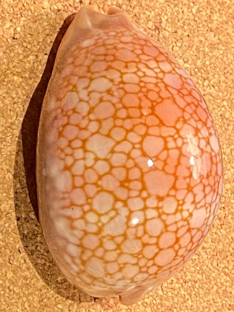 サラサタカラガイ　特大　85.1ミリ