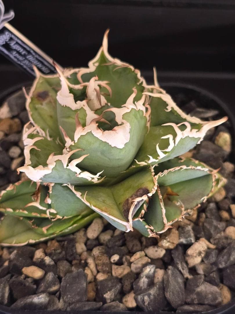 Agave Titanota IVORY W.A 　子株