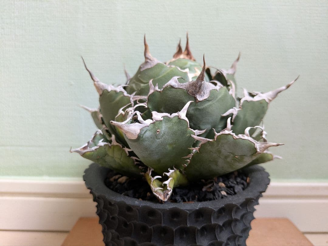 アガベ　チタノタ　白鯨