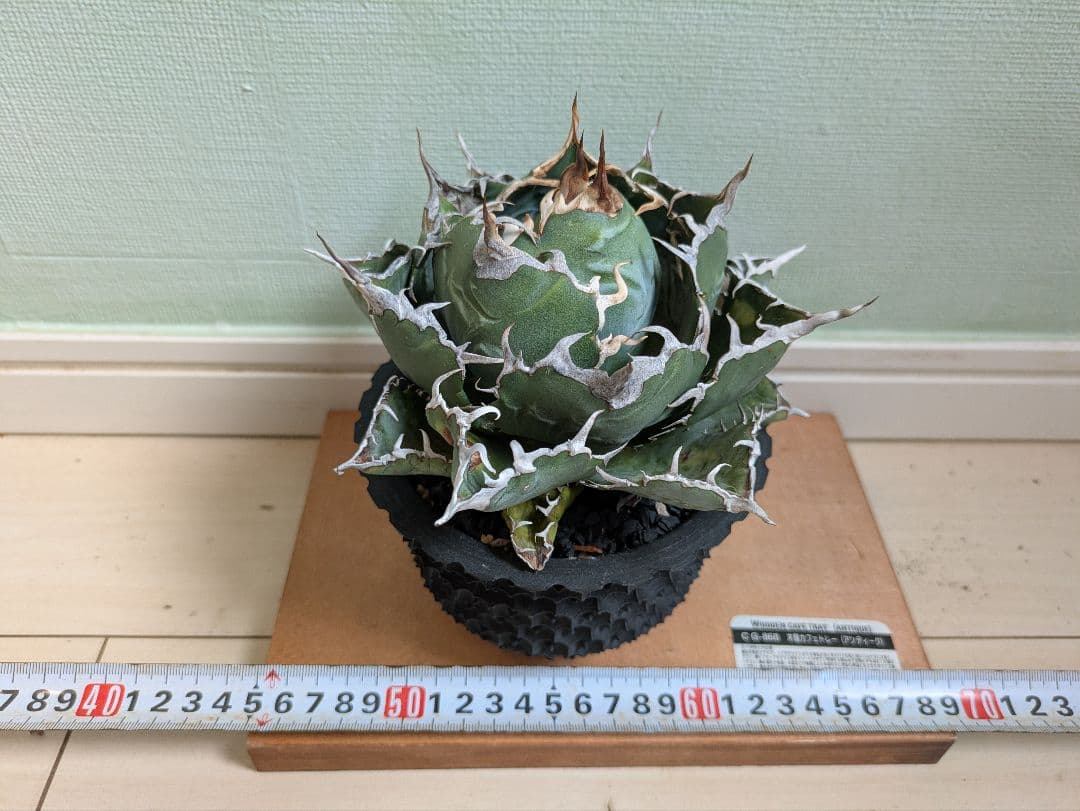 アガベ　チタノタ　白鯨