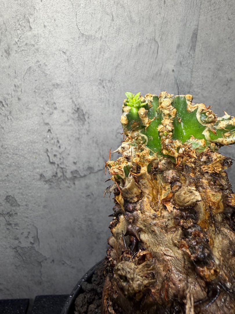 ユーフォルビア　ムランジーナ　発根済み