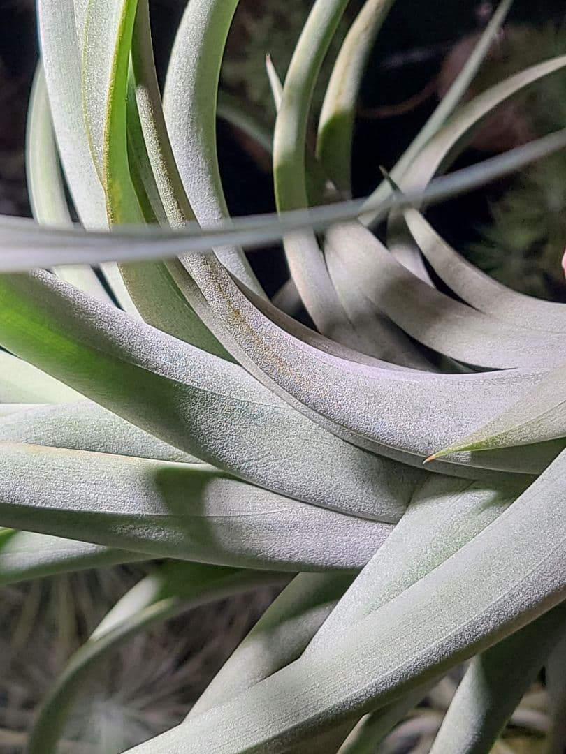 プルメリア ページ