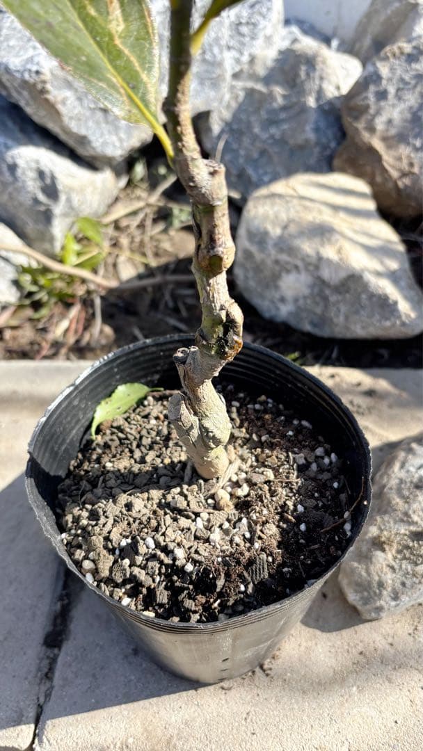 美形。リトルジェム 58cm(鉢底から)品番D