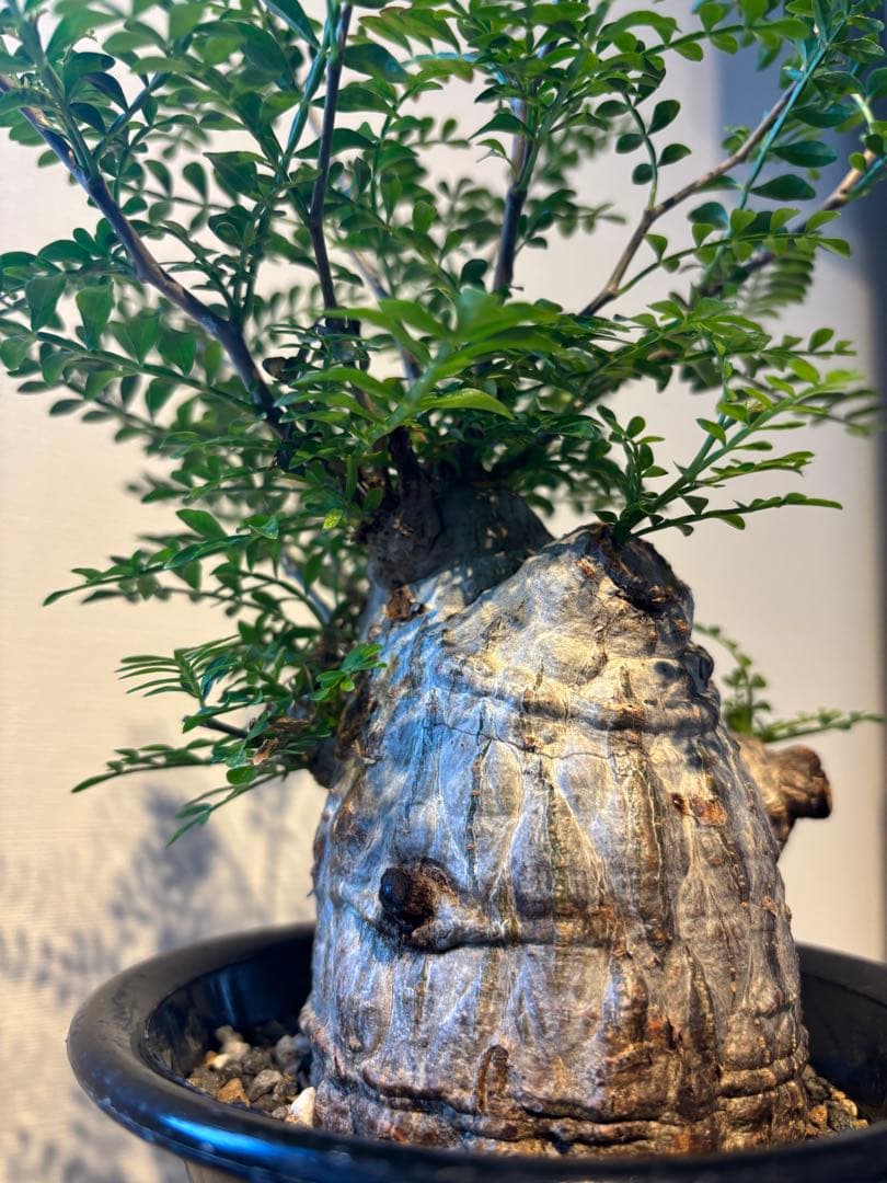 値下不可　現地株　発根済　手乗り　白肌　 オペルクリカリア　パキプス　塊根