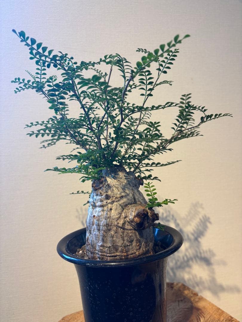 値下不可　現地株　発根済　手乗り　白肌　 オペルクリカリア　パキプス　塊根