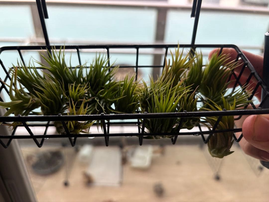 エアープランツ 3株セット