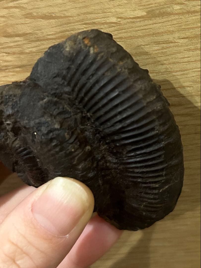 ディディモセラス　化石　アンモナイト　淡路島