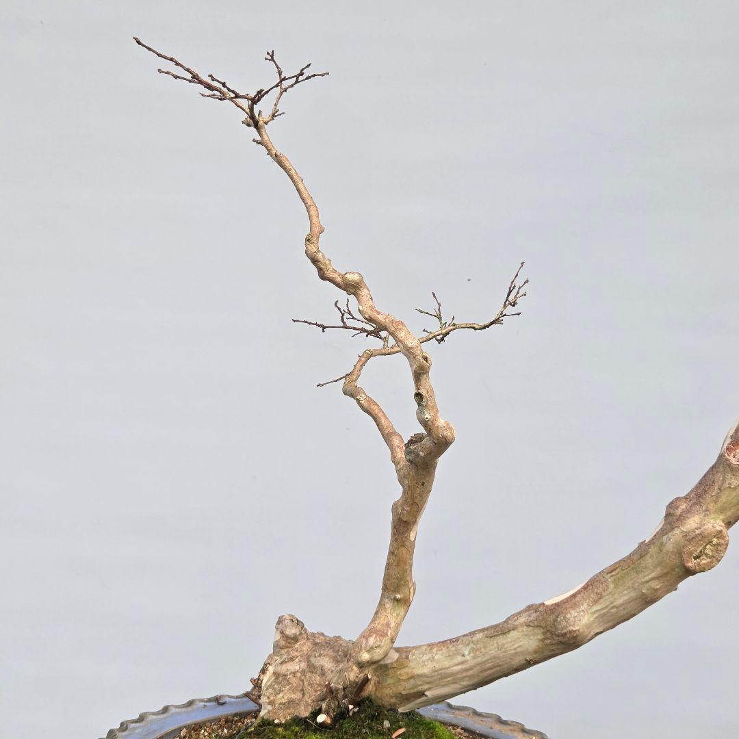 サルスベリ　(白花)　[双幹木]　大品盆栽