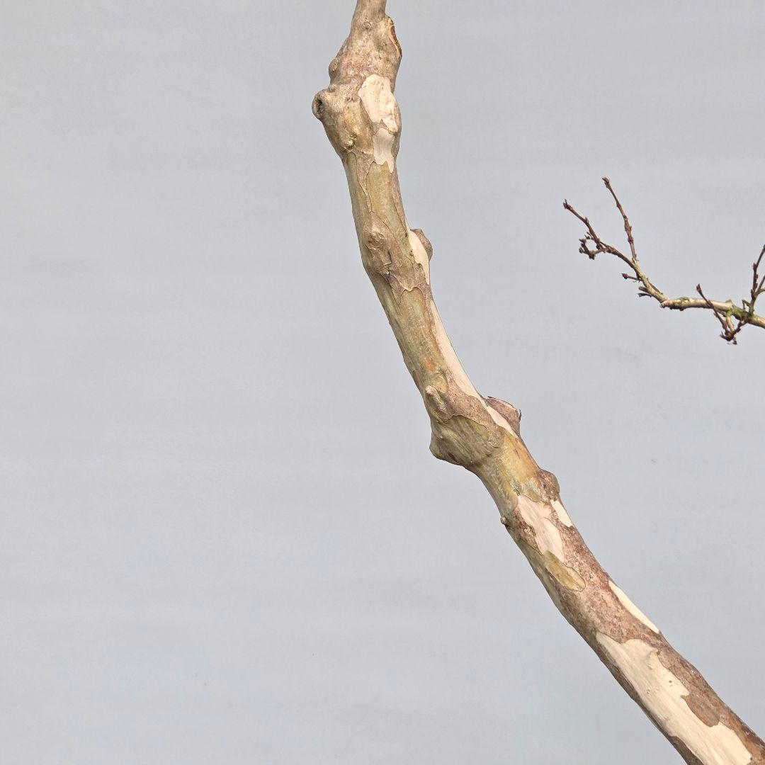 サルスベリ　(白花)　[双幹木]　大品盆栽