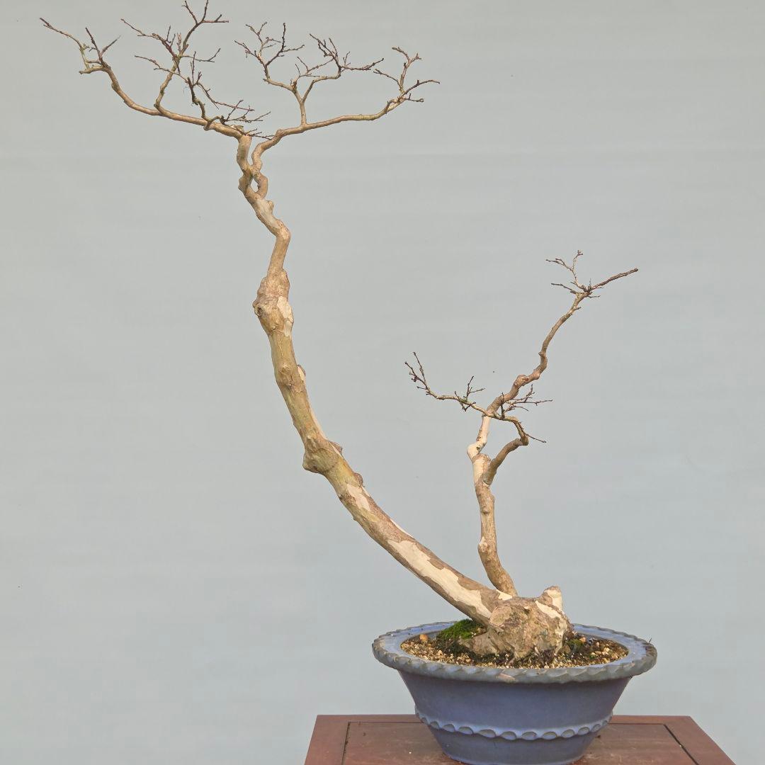 サルスベリ　(白花)　[双幹木]　大品盆栽