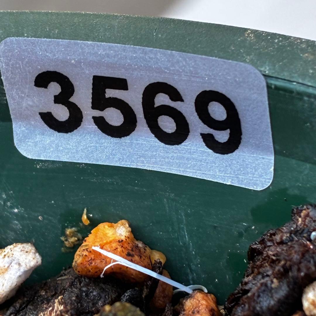 u*0様 3569☘️沢山花蕾付☘️ボリュームSD⭐️超小輪⭐️オーレア⭐️超コ