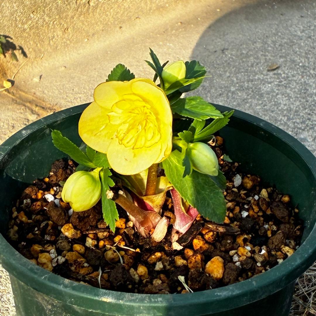 u*0様 3569☘️沢山花蕾付☘️ボリュームSD⭐️超小輪⭐️オーレア⭐️超コ